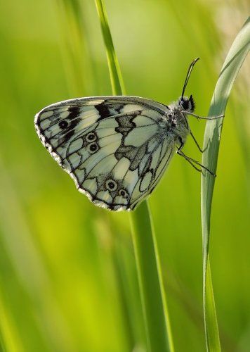 Пестроглазка Галатея