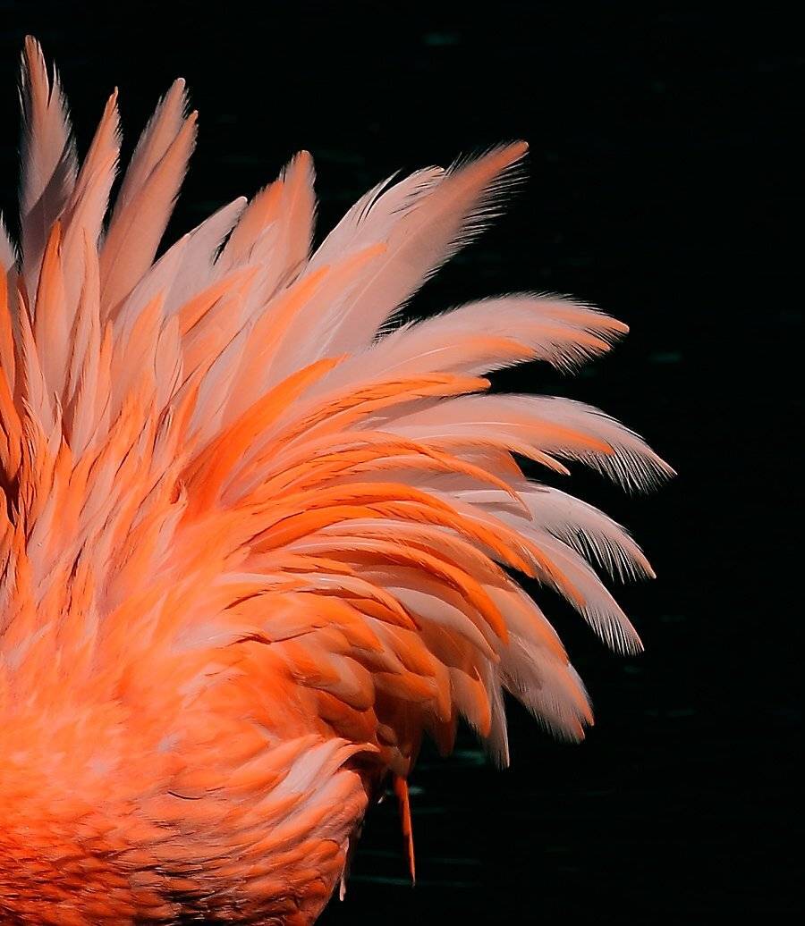 , Игорь Дубровский