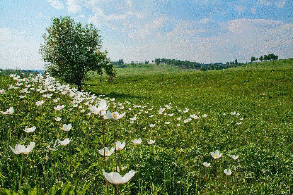 , Николай Морский