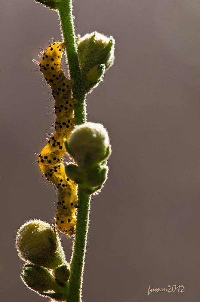 , Игорь ФУММ