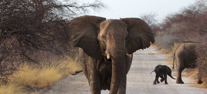 big one фото превью