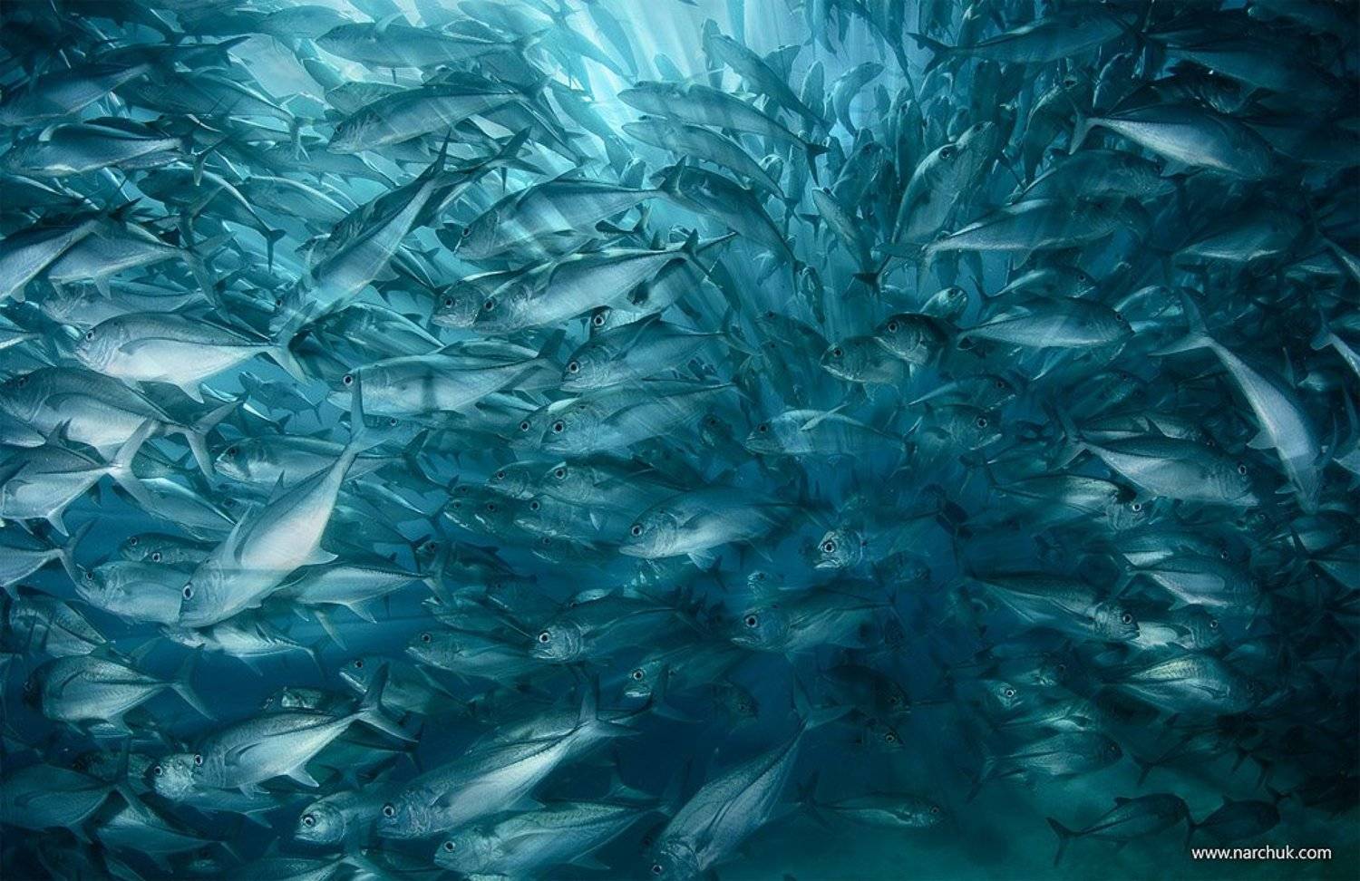 , Нарчук Андрей