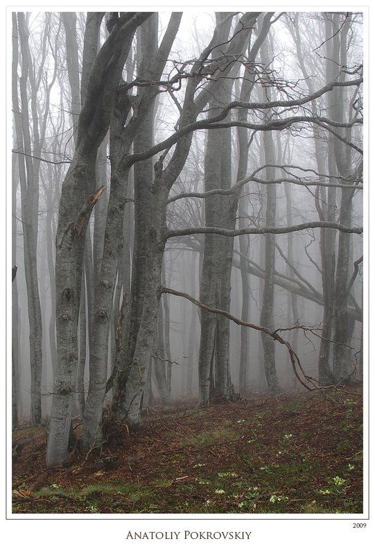лес, туман, дерево, крым, горы, тырке, весна, анатолий покровский Напряжённые струны тайной жизни леса фото превью