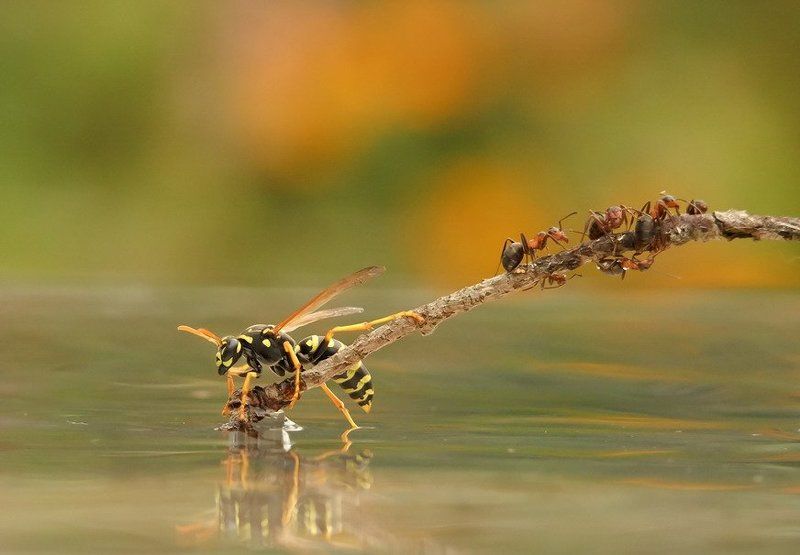 муравей.оса.схватка. В БОЙ ИДУТ ОДНИ СТАРИКИ. фото превью