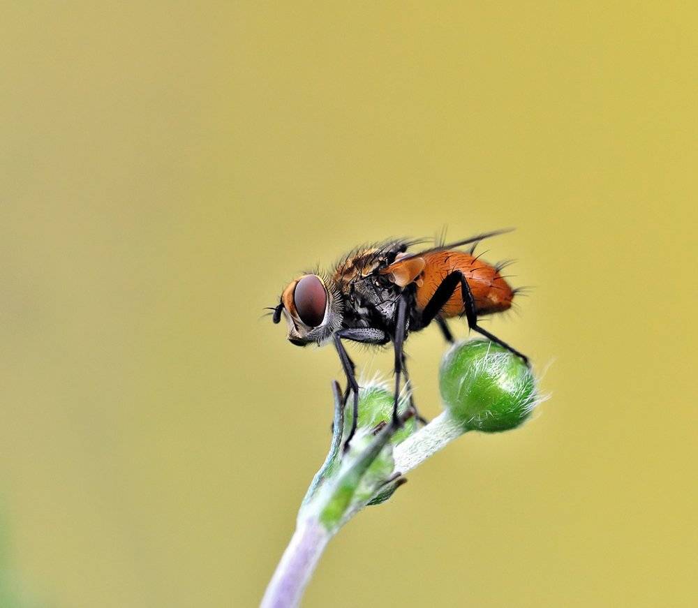 macro, closeup, insect, макро, насекомые, gnilenkov, Alexey Gnilenkov