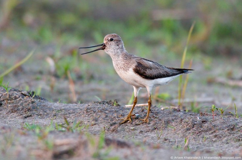 Мородунка поющая фото превью