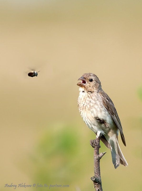 Камикадзе фото превью