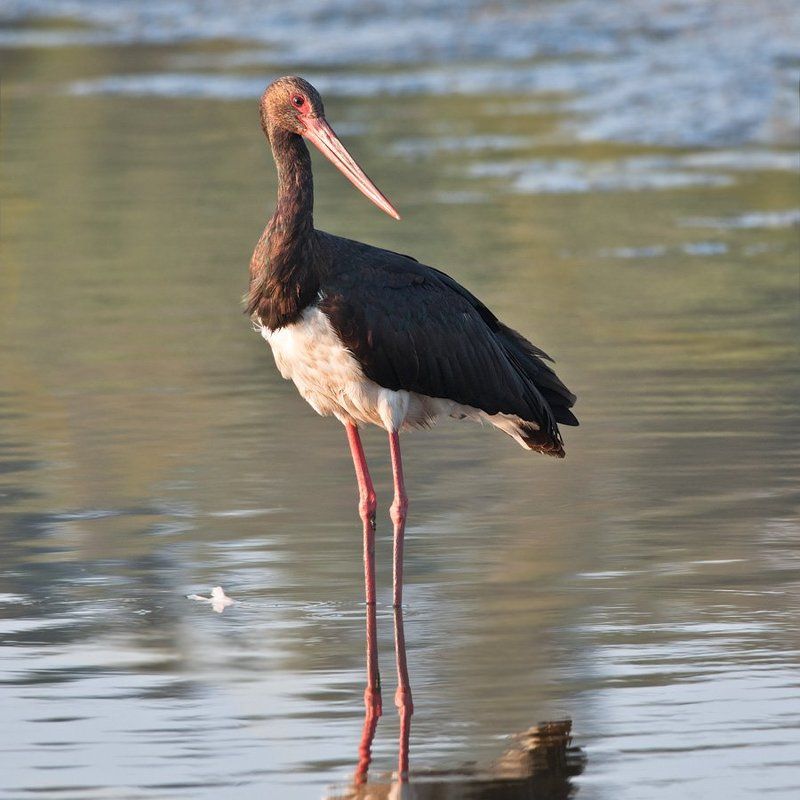 Черный аист фото превью