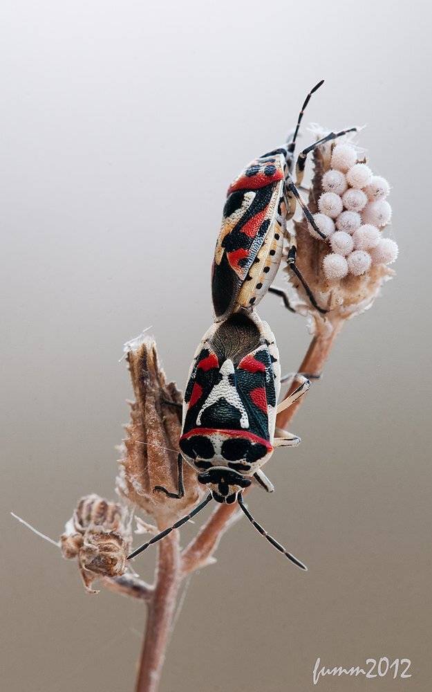 , Игорь ФУММ