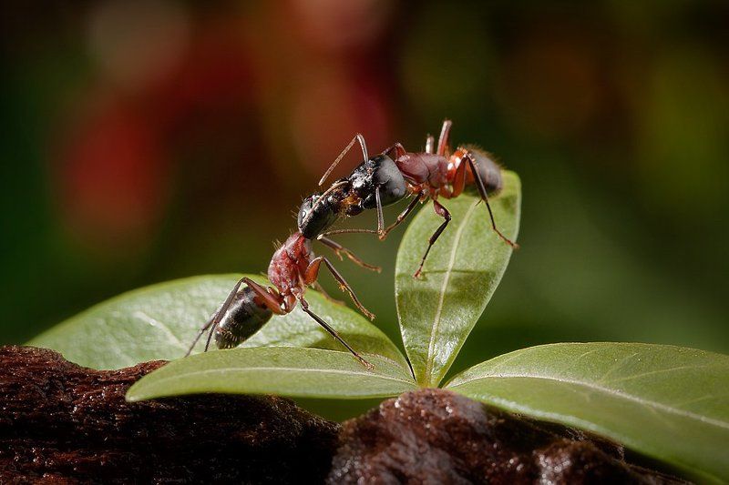 Trophallaxis Kiss фото превью