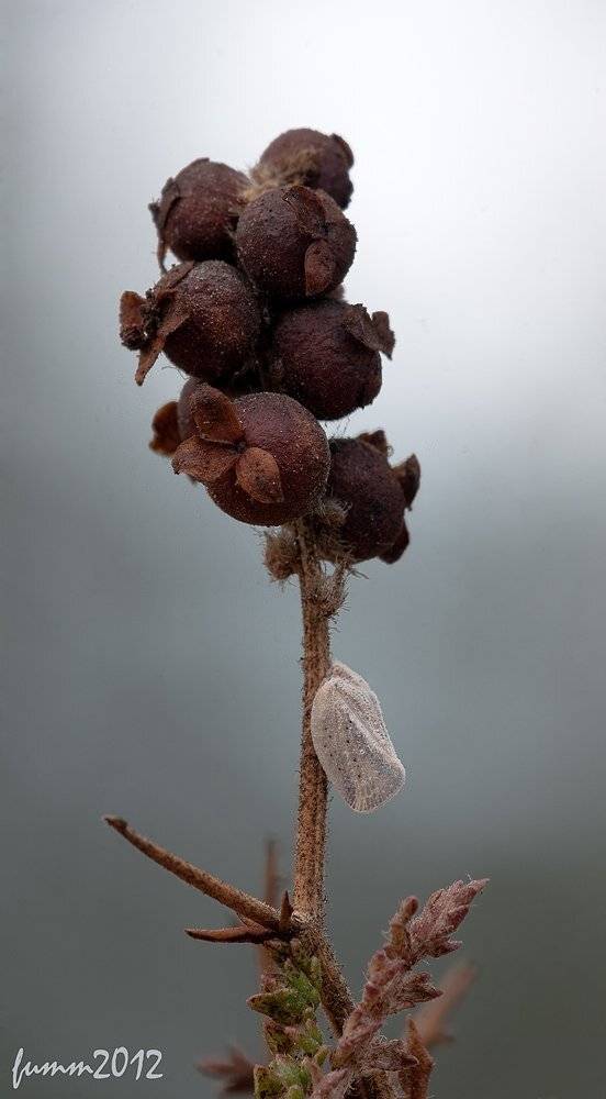 , Игорь ФУММ