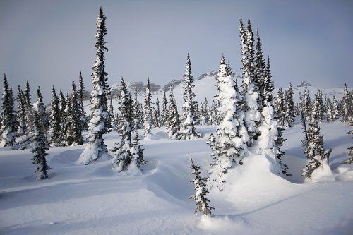Прогулка по Шерегешскому лесу