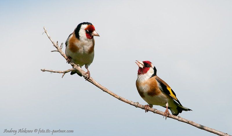 Серенада фото превью