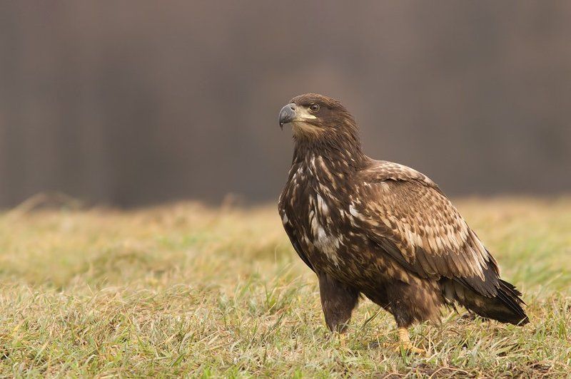 White tailed eagle фото превью