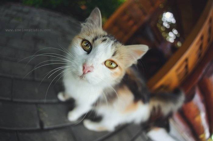 , Александр