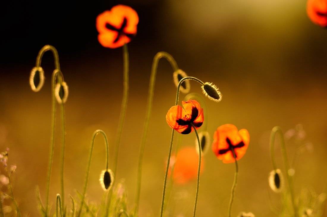 , Дeнис Бoдрoв