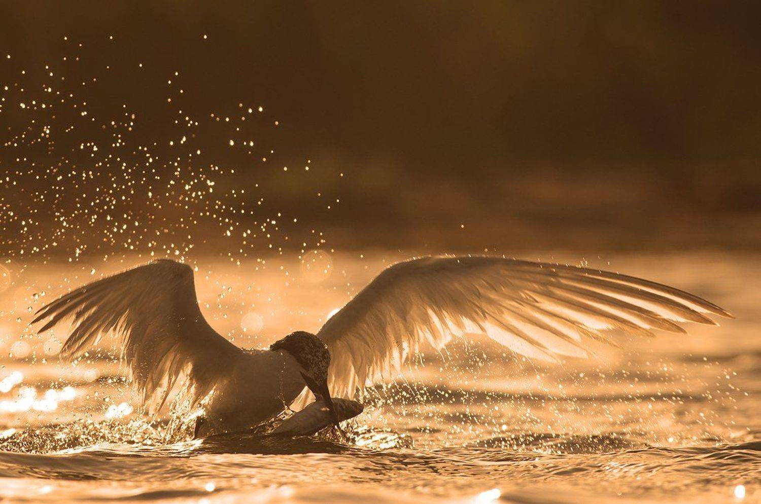 , Евгени Стефанов