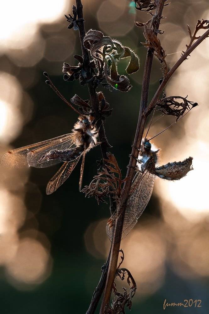 , Игорь ФУММ