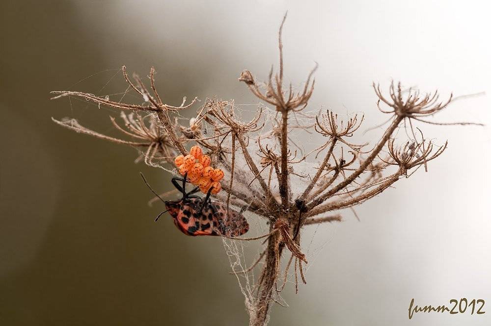 , Игорь ФУММ