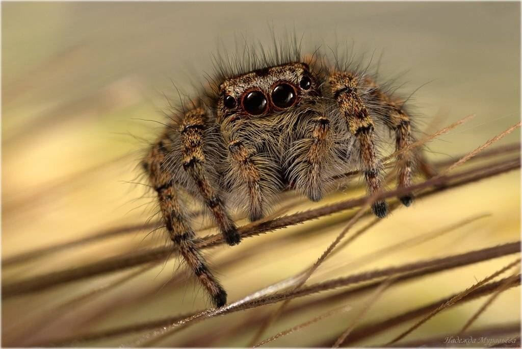 Паук, Скакунчик, Надежда Муравьёва