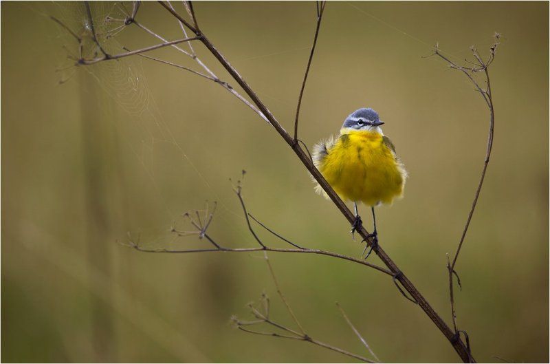 жёлтая трясогузка , * фото превью