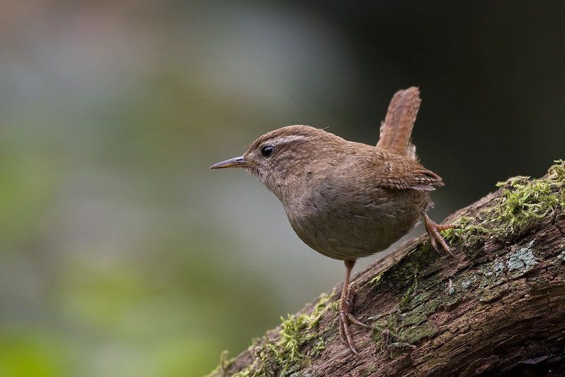 winter wren фото превью