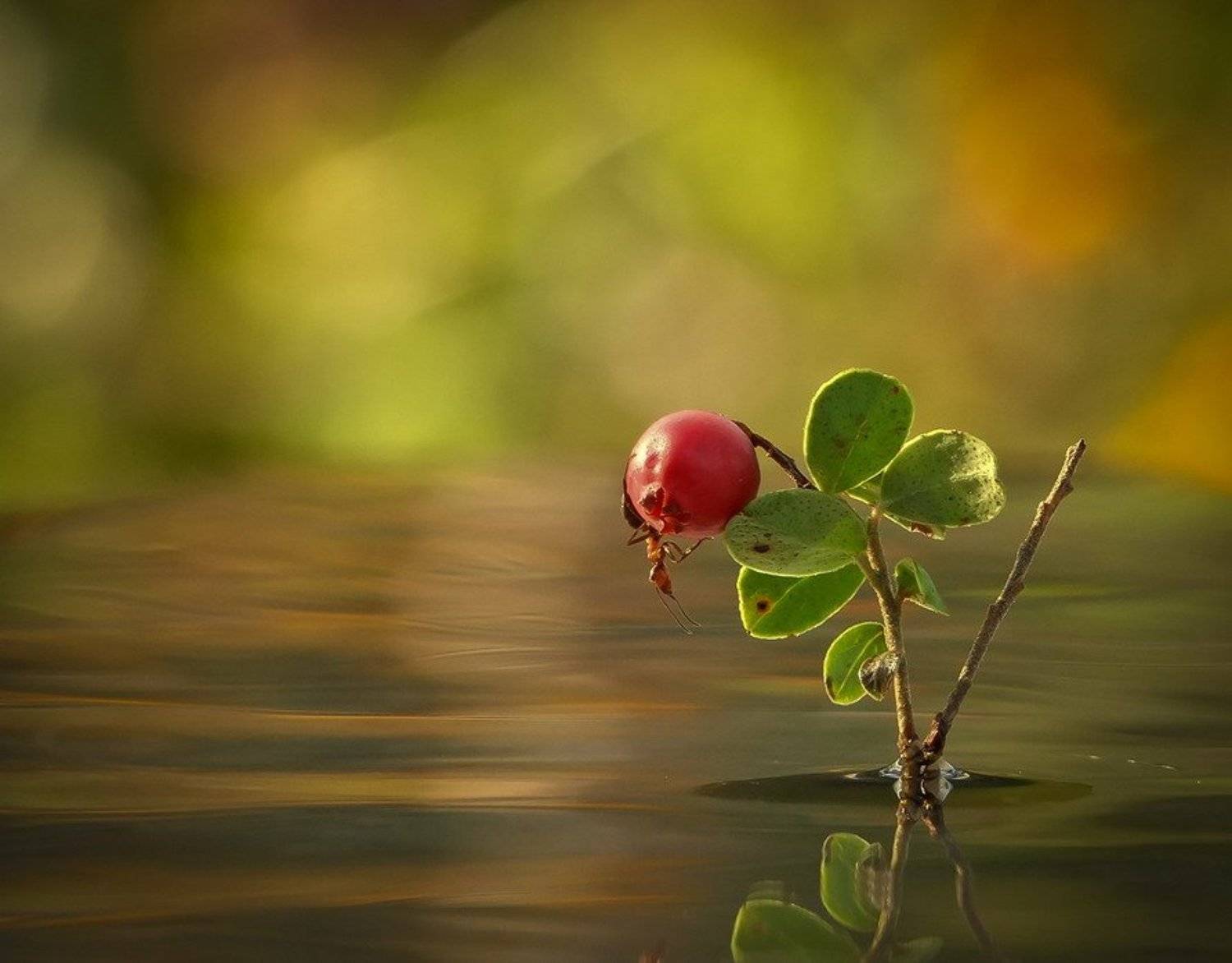 муравей, Вячеслав Мищенко