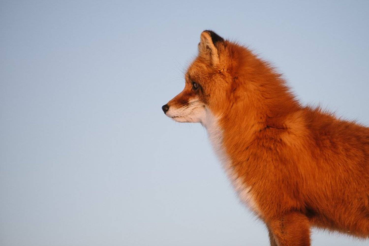 , Иван Кислов