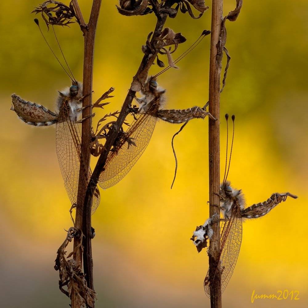 , Игорь ФУММ