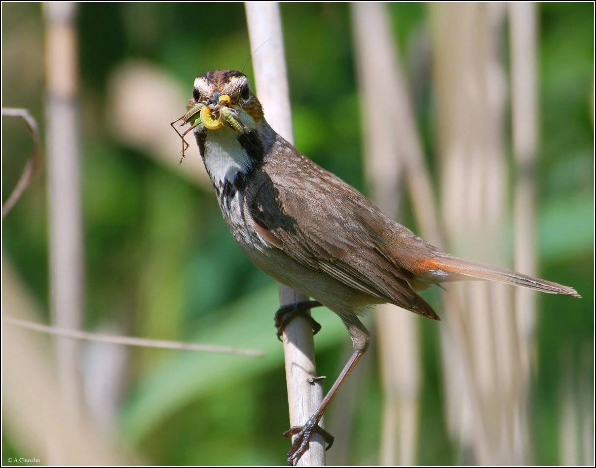 птица,варакушка,коллекционер, Александр Чувилин