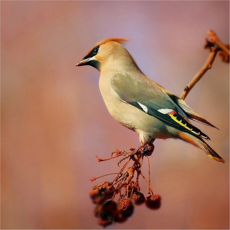 Профиль..) фото превью