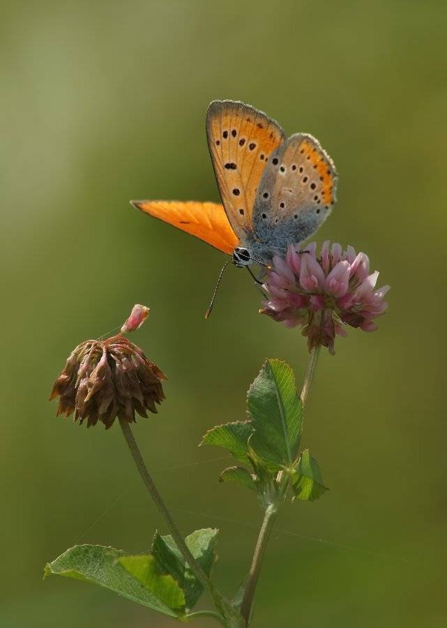 , Чепленко Алексей
