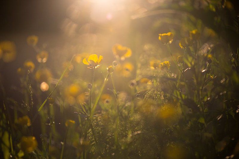 дикая природа, растения, цветы, север, белое море, макро, macro, flowers, plant, wildlife, желтый, солнце, лето Лютиковые сны фото превью