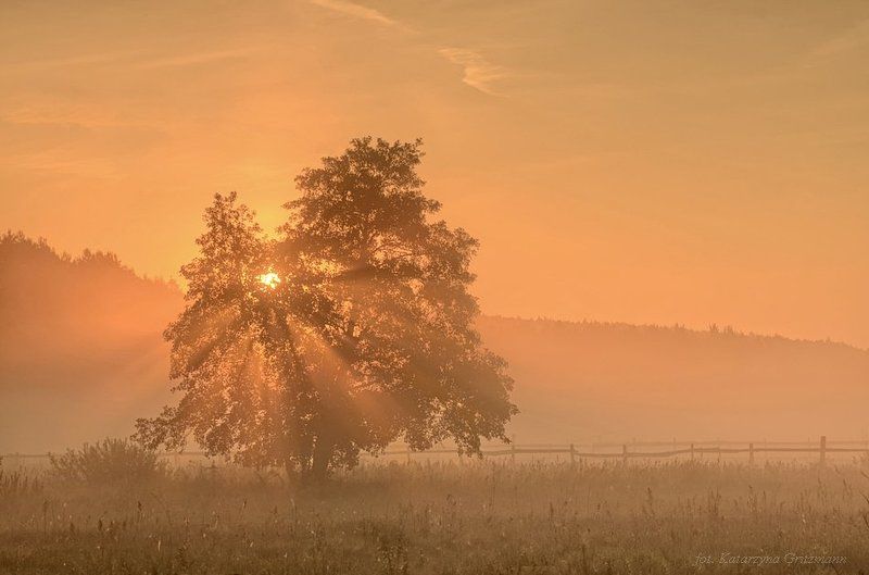 the heart of tree фото превью