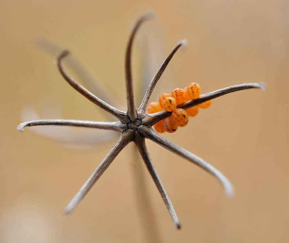 , Игорь ФУММ