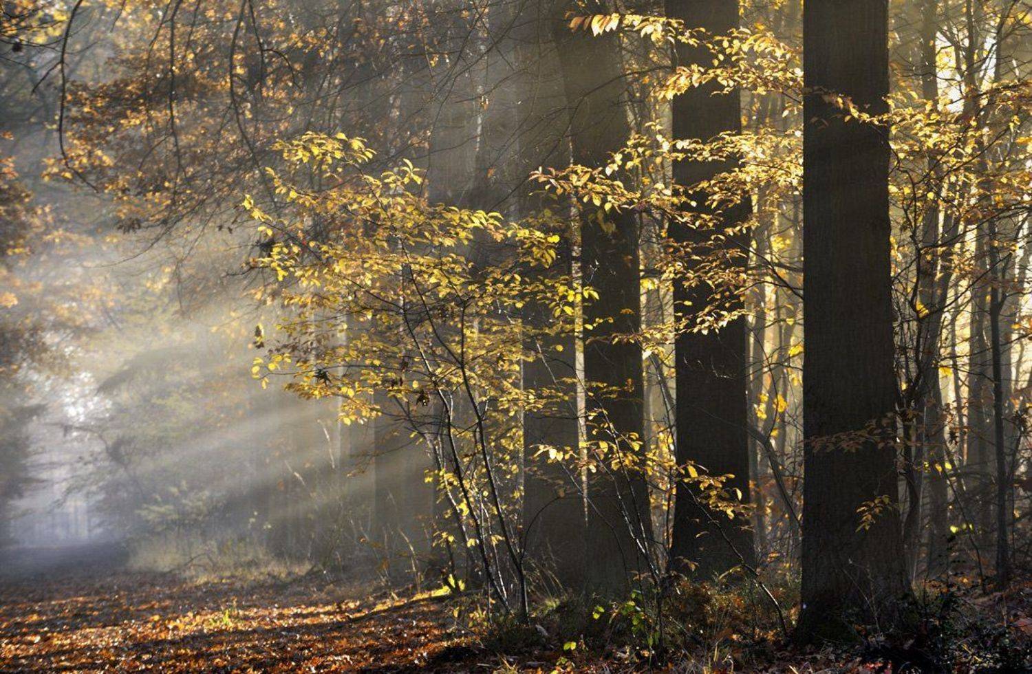 , Danny Vangenechten