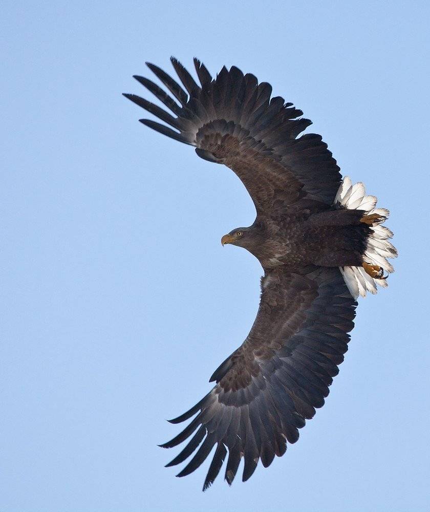 , Евгений Слободской