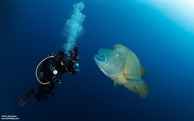 Face to Face фото превью