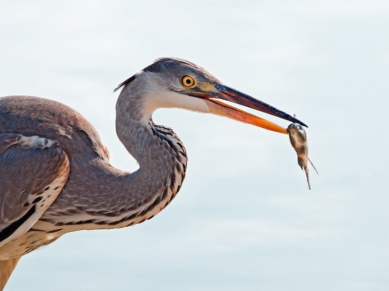 серая, цапля Портрет с рыбкой фото превью