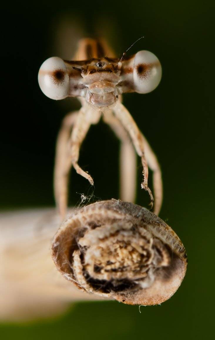 , Игорь ФУММ