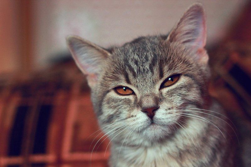 По имени БУСЯ :) фото превью