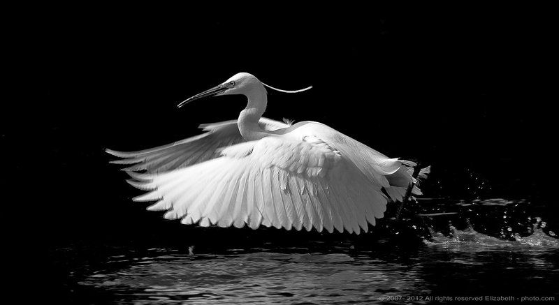 egret, egretta, garzetta, heron, little, wildlife, белая, израиль, малая, цапля Little Egret in B/W фото превью