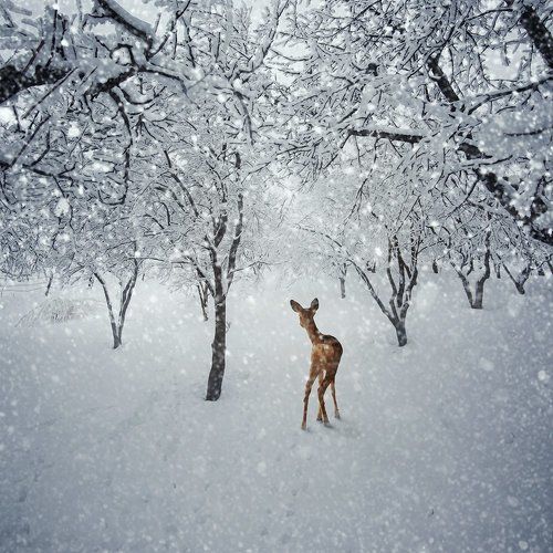 The white forest