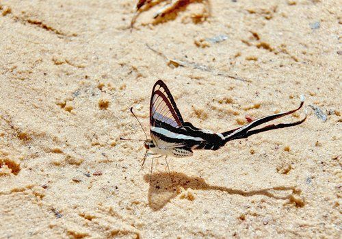 Green Dragontail (Lamproptera meges)