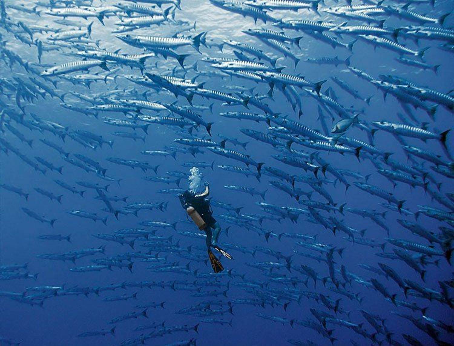 tahiti, barracuda, diver, underwater, Alexander Safonov