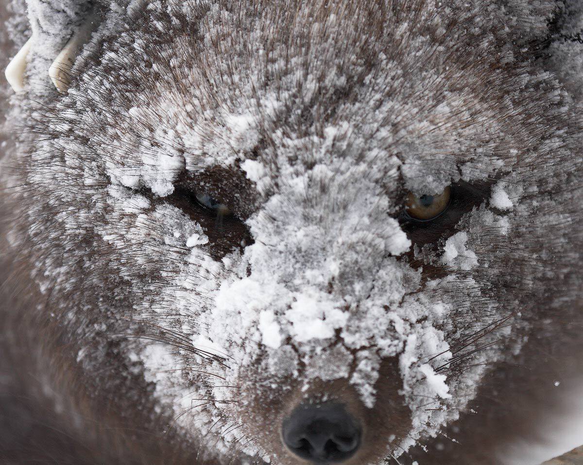 песец, снег, командорские острова, Utkin  Dmitriy