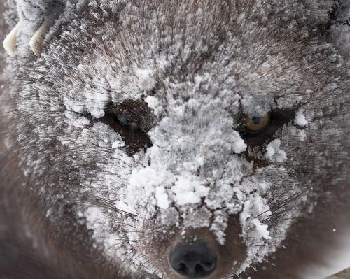 Маска (или с Новым годом, фотографы!)