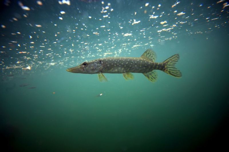 щука,подводная фотография,пресная вода Пуля фото превью