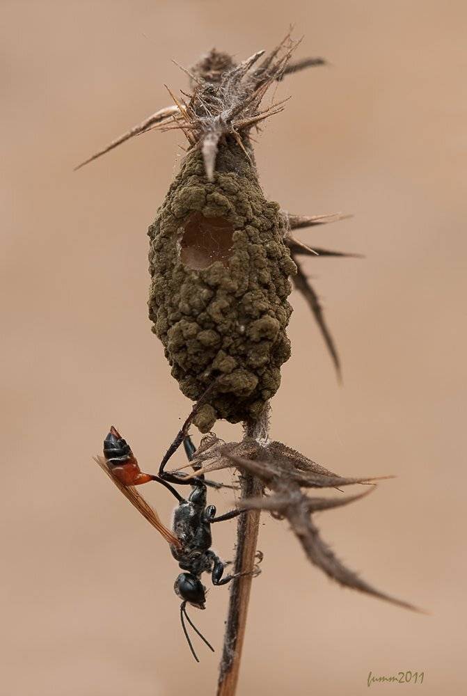 , Игорь ФУММ