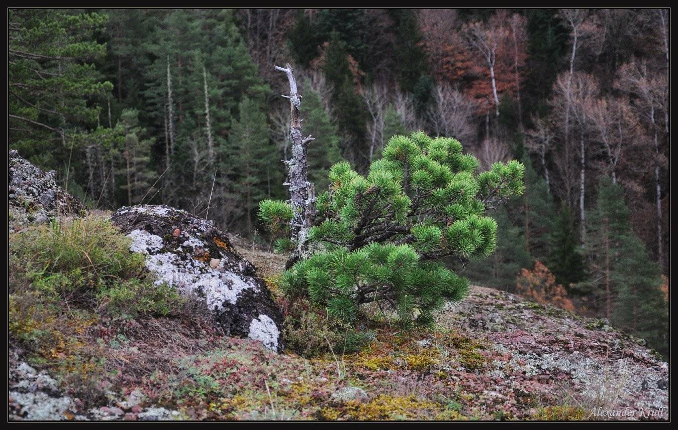 , Александр Круль